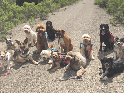 MAVERICK-DOODLE AMBASSADOR MINI ELITE TRAINED DOG