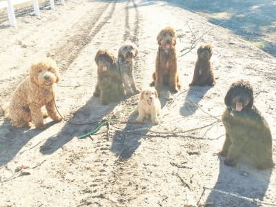 Puppy on place