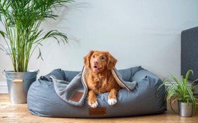 Indoor Activities for Dogs: Fun Games to Play on Rainy Days