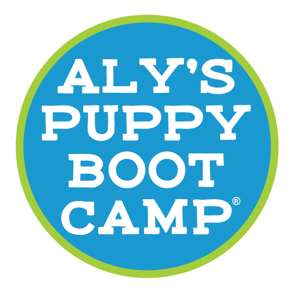 Aly's Puppy Bootcamp