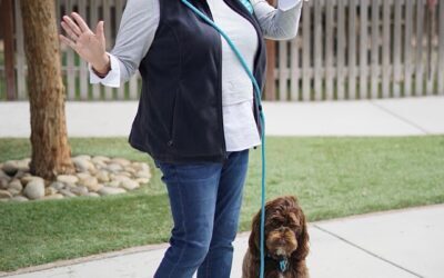 Hands-Free vs. Traditional Leashes: What’s Best?